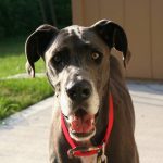 Image of a gray great dane with a red collar standing outside