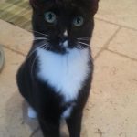 cat winner DOTTIE