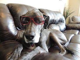 Image of a gray great dane dog wearing sunglasses