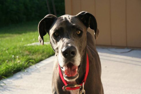 Image of Justin the great dane dog, wearing a red collar outside