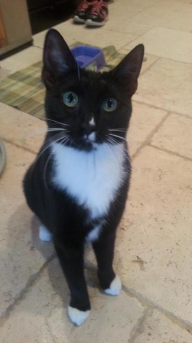 Image of a black and white tuxedo cat sitting on tan tiled floor