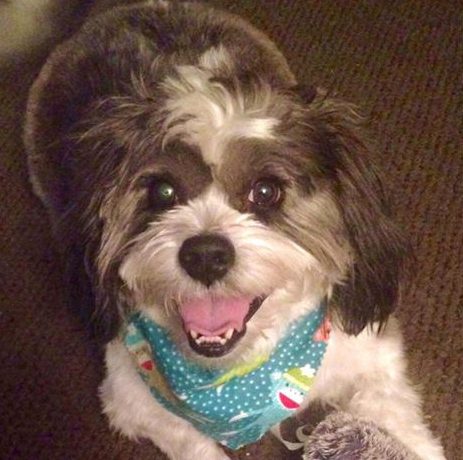 A black and white dog with a blue bandanna with monkeys and polka dots on it, staring up into the camera with his mouth open.