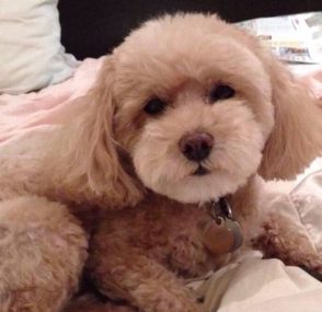 A white poodle named Sadie sitting on a bed starring right into the camera