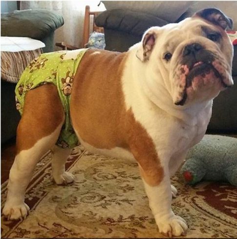Dog Contest Winner, Munster, Mr. Fancy Pants, a tan and white bulldog mix wearing a green diaper with monkeys on it.