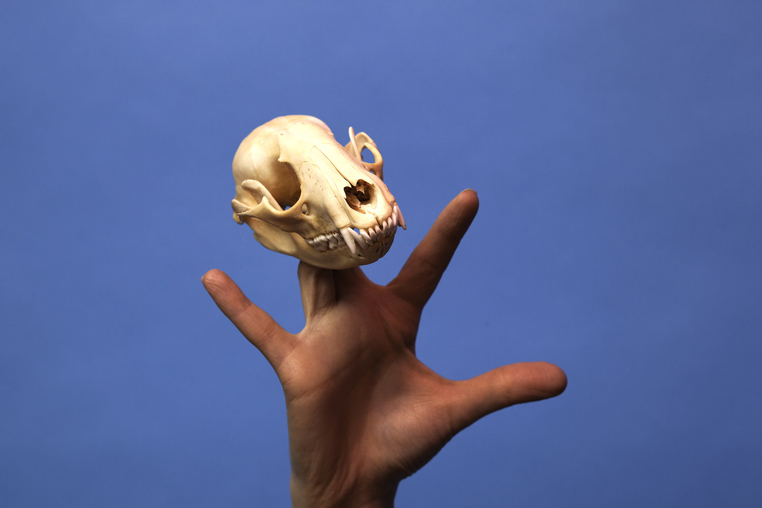 A hand holding an animal skull in front of a bright blue back drop shot by photographer Nicholas Rouke