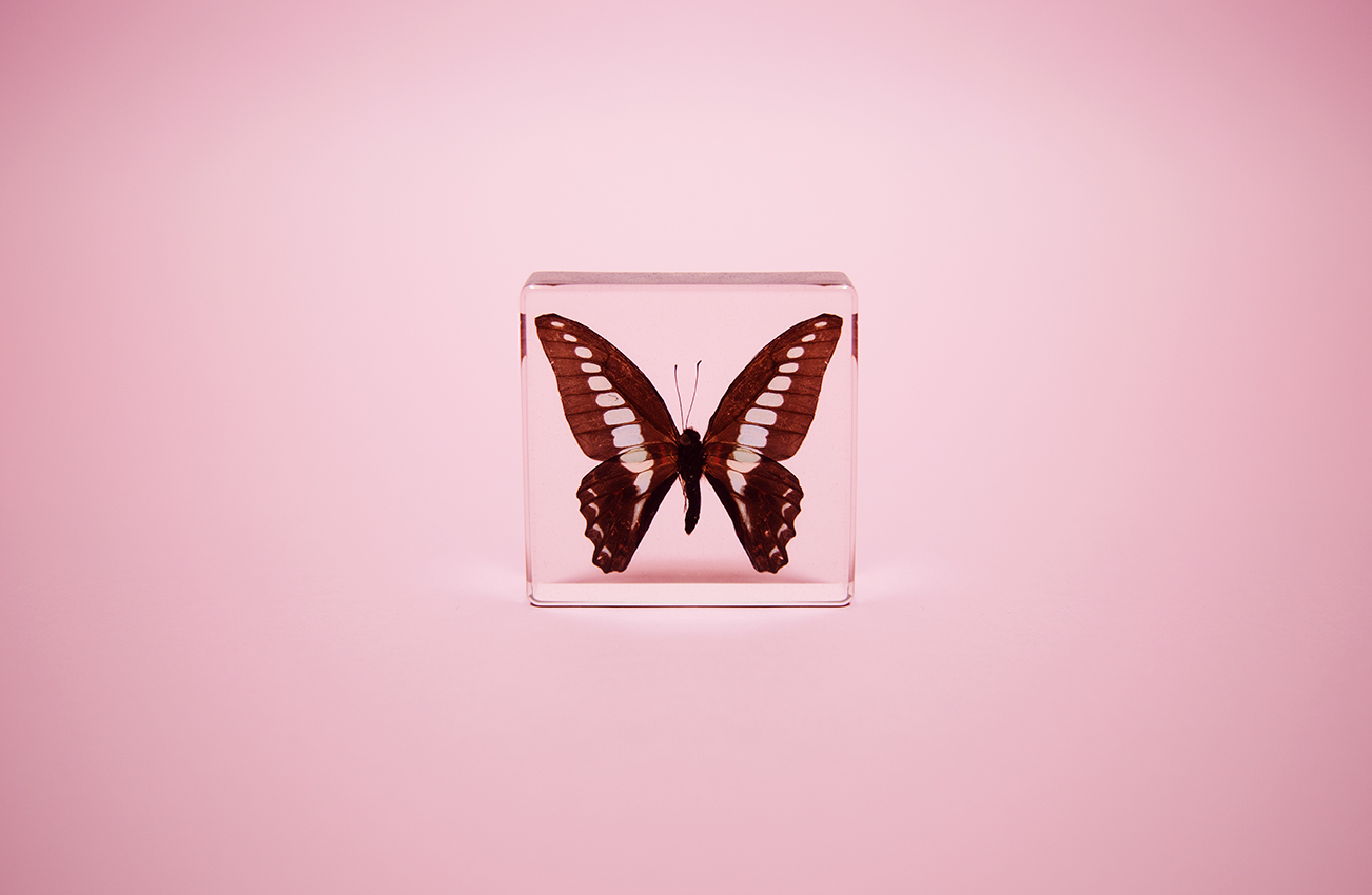 Butterfly in glass case shot by photographer Nicholas Rouke