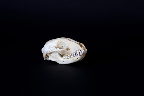 Animal skull on black backdrop shot by photographer Nicholas Rouke